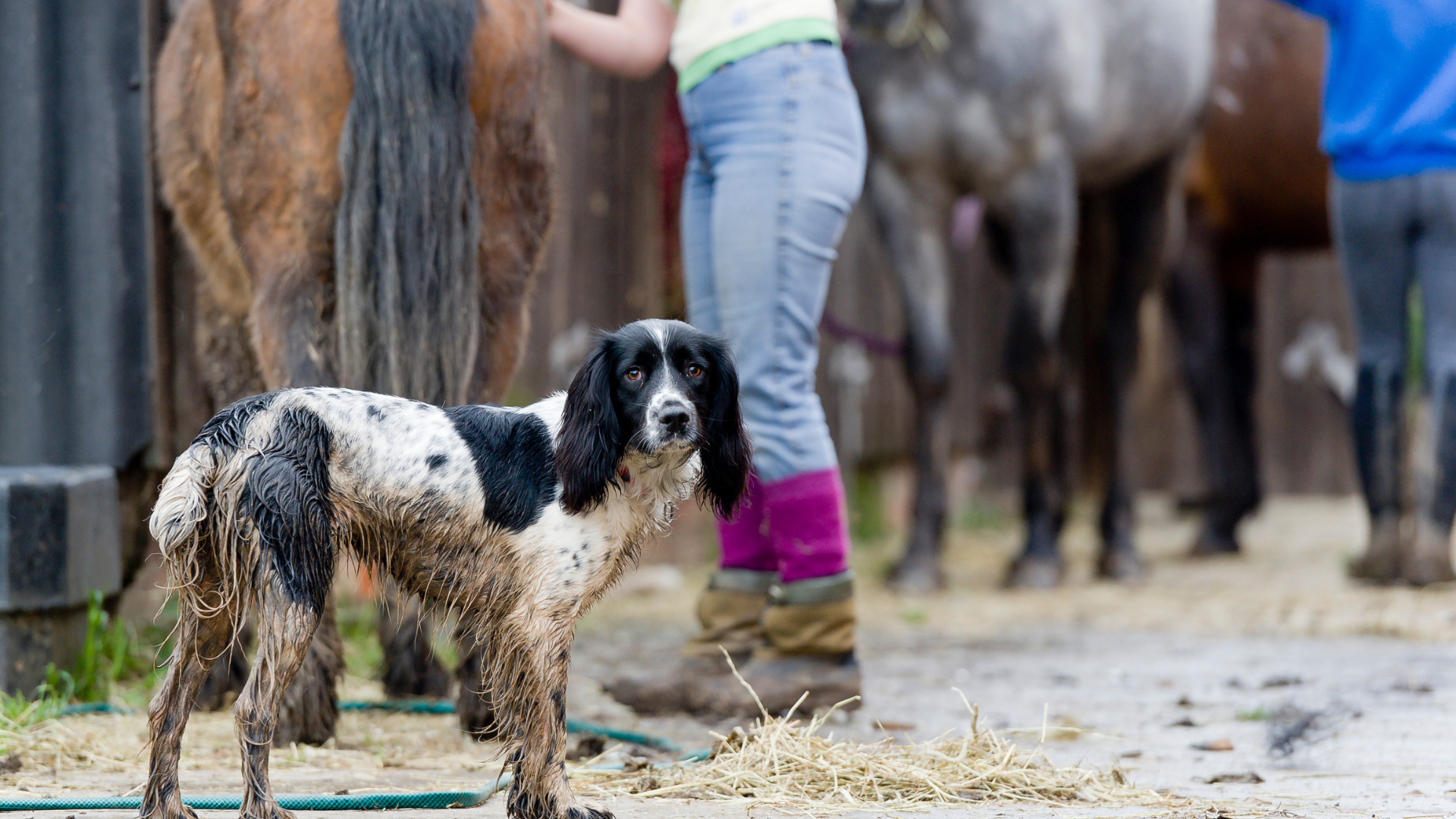 ABRS Level 2 Principles of Equine Yard Work
