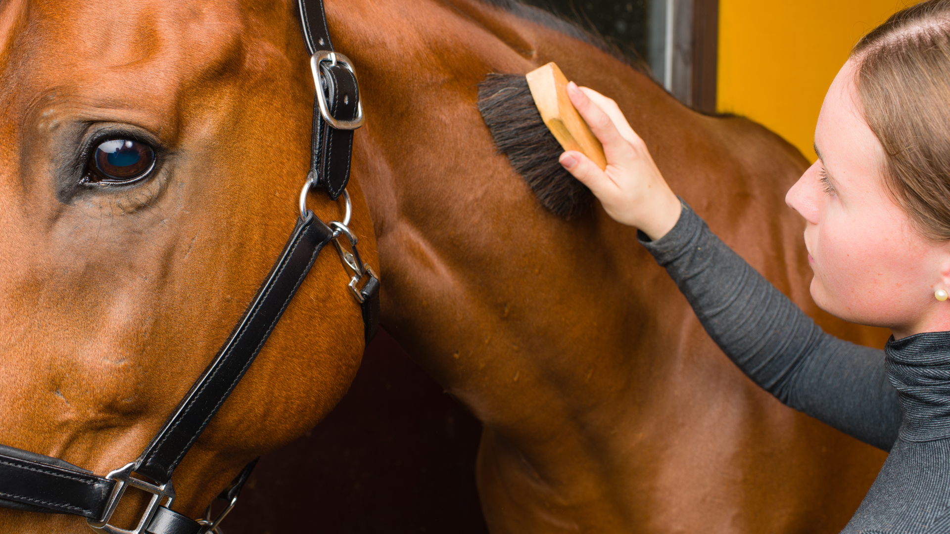 UKRS Level 2 Principles of Equine Yard Work