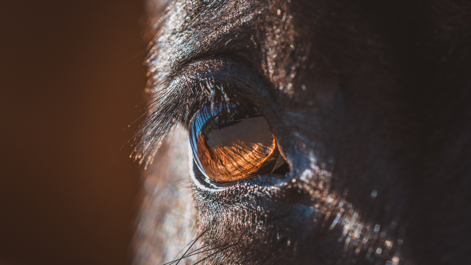 UKRS Certificate in Equestrian Leadership
