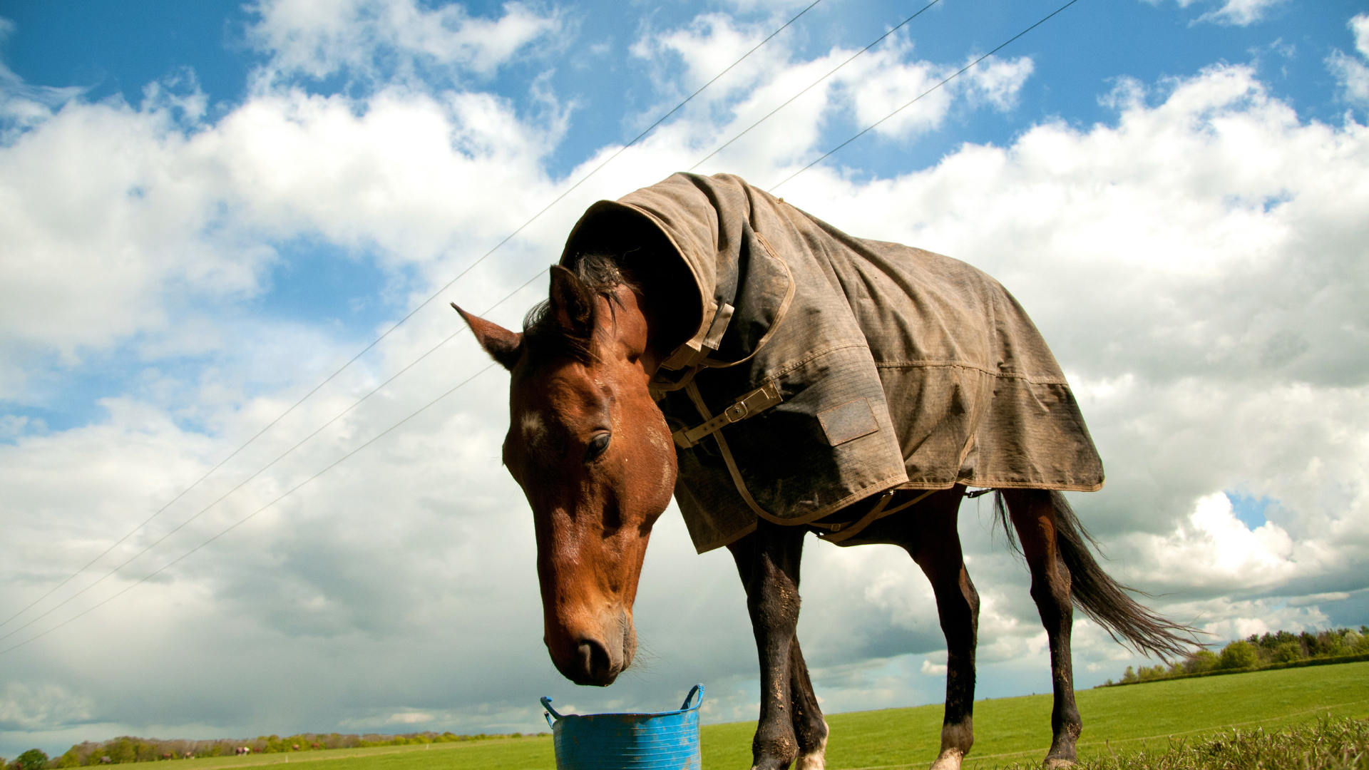 Equine Feeding and Nutrition