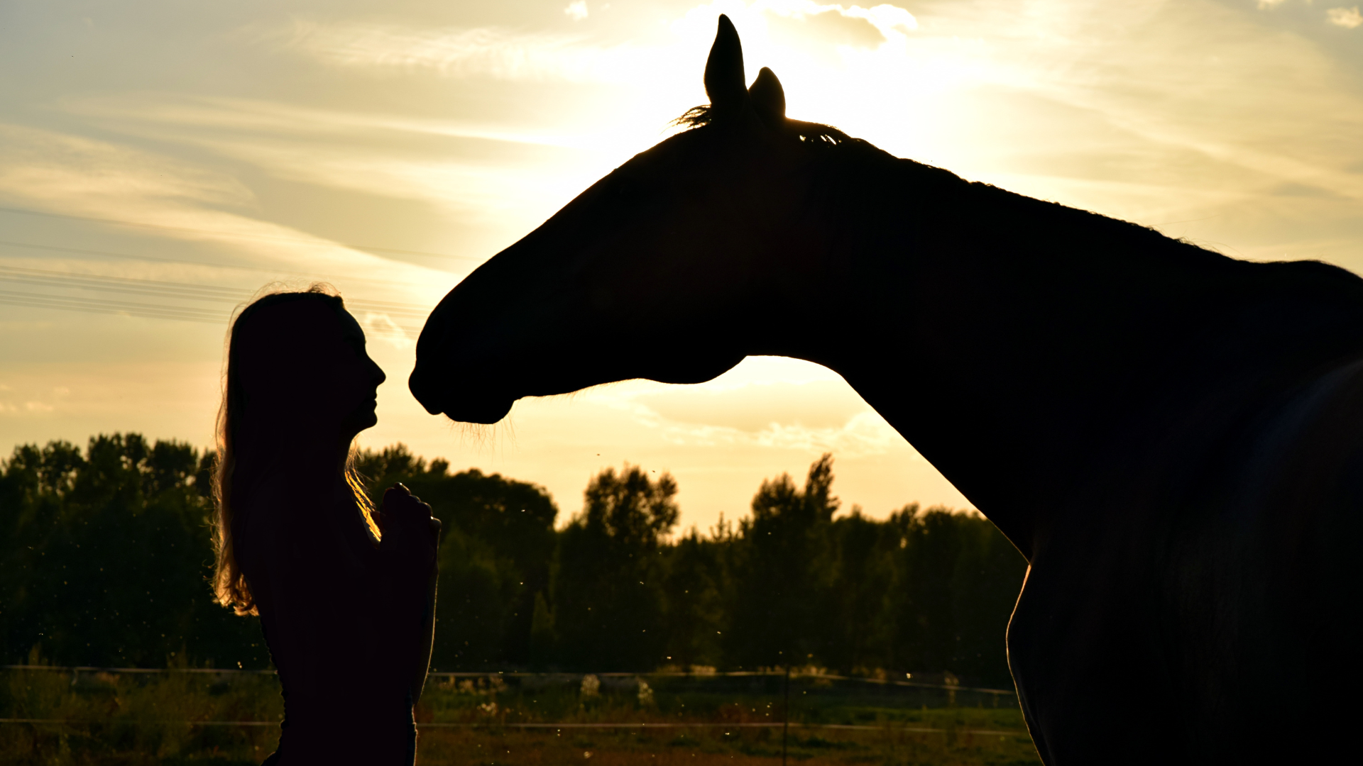 Equine Psychology and Behaviour