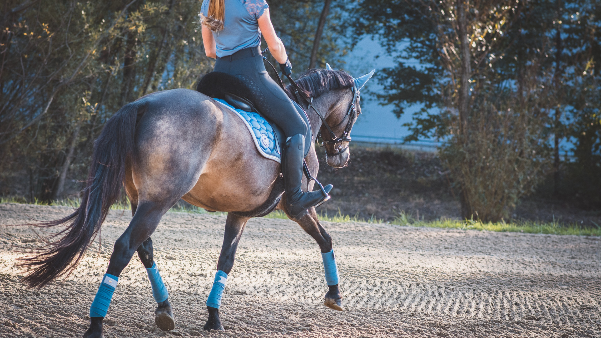 Intermediate Equine Care and Management